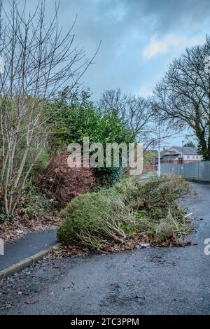 Fly Tipping au Royaume-Uni, les déchets de jardin sont jetés illégalement sur une route et un trottoir. Pays de Galles. Banque D'Images