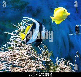 poisson bleu tropical et poisson clownfish dans l'aquarium Banque D'Images