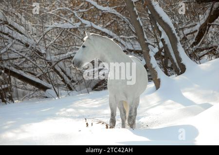 Cheval andalou blanc en mouvement sur le champ de neige Banque D'Images