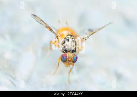 Mouche méditerranéenne de fruits sur la fenêtre de verre, Ceratitis Capitata Banque D'Images