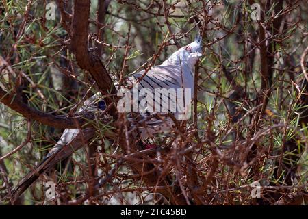 Le pigeon à crête (Ocyphaps lophotes) est un oiseau que l'on trouve largement dans toute l'Australie continentale Banque D'Images