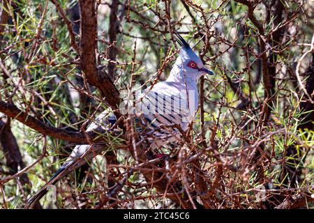 Le pigeon à crête (Ocyphaps lophotes) est un oiseau que l'on trouve largement dans toute l'Australie continentale Banque D'Images