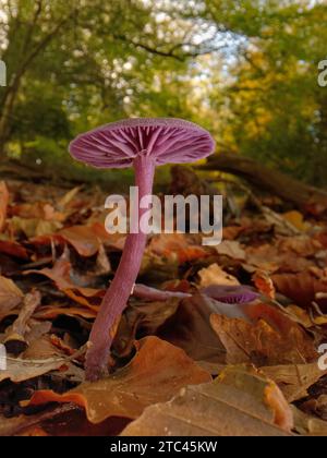 Fruit d'un champignon améthyste (Laccaria améthystina) sur un sol boisé, New Forest, Hampshire, Royaume-Uni, novembre. Banque D'Images