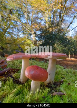 Brittlegill (Russula sp.) Fructification des touffes de champignons sur un sol boisé moussé, New Forest, Hampshire, Royaume-Uni, novembre. Banque D'Images