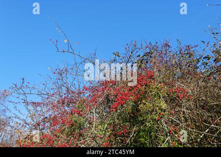 Mélange automnal de fruits aubépine (Crataegus monogyna), de cornet sauvage (Ligustrum vulgare) et de rose de chien (Rosa canina) dans une hérisson, Wiltshire, Royaume-Uni, Novembe Banque D'Images