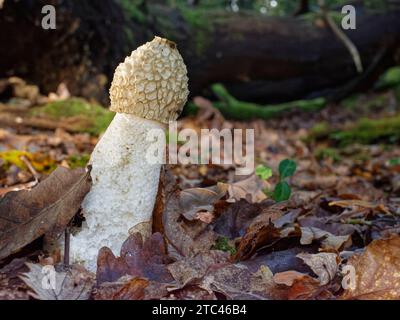 Champignon commun du type Stinkhorn (Phallus impudicus) fructifiant sur un plancher boisé, New Forest, Hampshire, Royaume-Uni, novembre. Banque D'Images