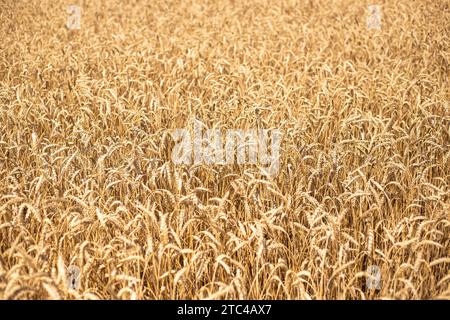 Fond avec du blé doré mûr poussant sur le terrain. Banque D'Images