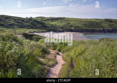 Promenade sur falaise jusqu'à Manorbier Beach dans le sud du pays de Galles à travers un petit chemin dans de longues herbes Banque D'Images