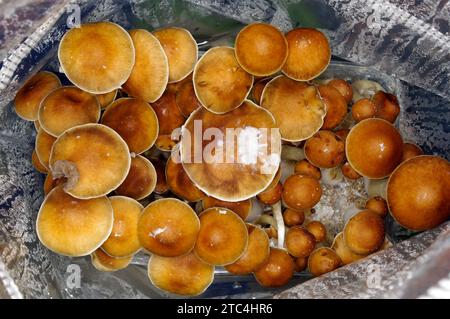 Psilocybe cubensis «champignons magiques» – KIT DE CULTURE Banque D'Images