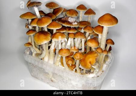 Psilocybe cubensis «champignons magiques» – KIT DE CULTURE Banque D'Images
