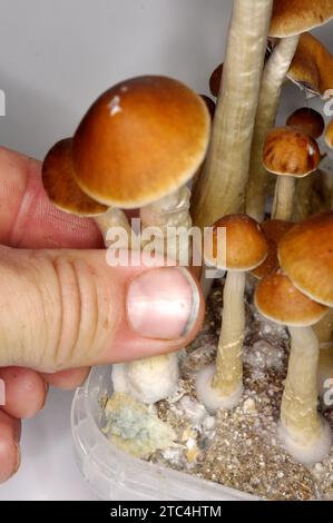 Psilocybe cubensis «champignons magiques» – KIT DE CULTURE Banque D'Images
