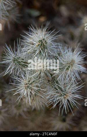 Cylindropuntia echinocarpa - cholla cactus argenté. Banque D'Images