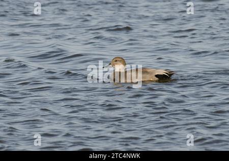 Gadwall, Mareca strepera, homme Banque D'Images