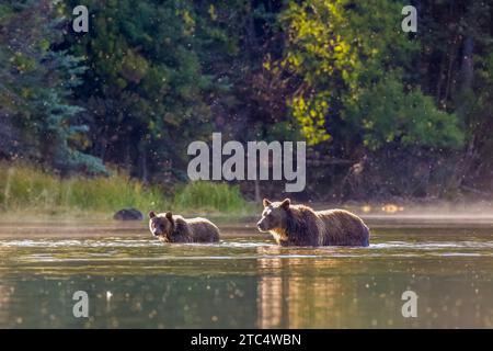 RIM a éclairé la mère grizzly et l'ourson entouré d'insectes, rivière Chilko, Colombie-Britannique Banque D'Images