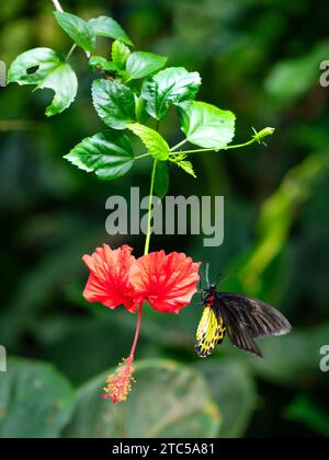 Papillon Birdwing commun sur une fleur d'hibiscus suspendue dans un jardin. Banque D'Images