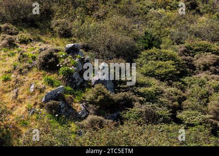 Une image prise à Paekakariki, en Nouvelle-Zélande, une petite ville côtière située juste à l'extérieur de Wellington. L'image montre une colline couverte de plante verte l Banque D'Images