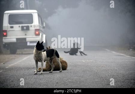 Guwahati, Guwahati, Inde. 10 décembre 2023. Chiens de rue un matin brumeux au village d'Uttar Para Para dans le district de Baksa en Assam Inde le dimanche 10 décembre 2023 (image de crédit : © Dasarath Deka/ZUMA Press Wire) USAGE ÉDITORIAL SEULEMENT! Non destiné à UN USAGE commercial ! Banque D'Images