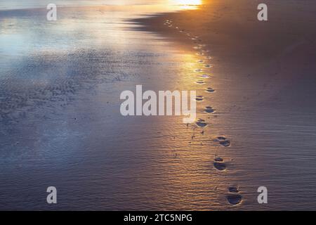 Empreintes de pieds dans le sable le long de la plage est au lever du soleil. Lossiemouth, Morayshire, Écosse Banque D'Images