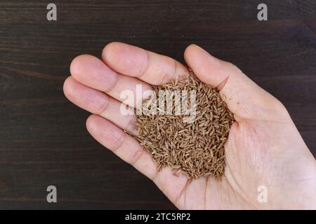 Tas de graines de cumin séchées dans la palme sur fond en bois noir Banque D'Images