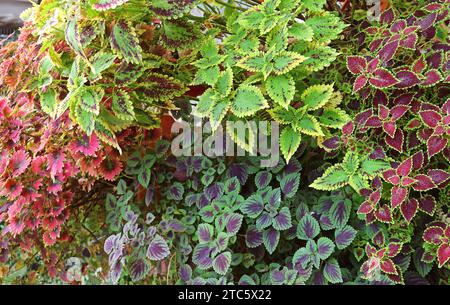 Gros plan des feuilles variégées de couleur vive de Coleus Plant dans le jardin Banque D'Images