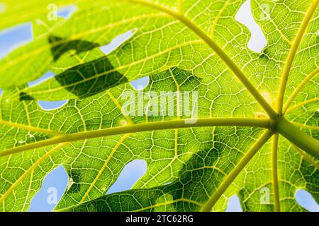 Gros plan feuilles vertes de l'arbre de papaye contre le ciel bleu Banque D'Images