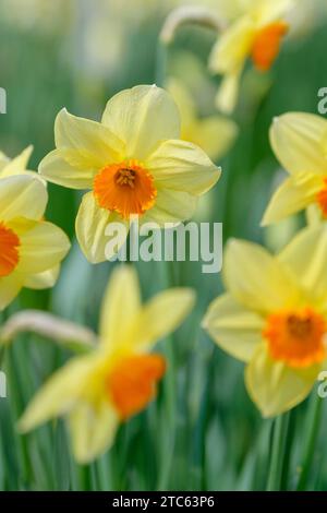 Narcissus Dunkeld, jonquille Dunkeld, fleurs classiques jaunes et oranges Banque D'Images