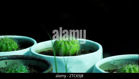 D'énormes variétés de plantes succulentes exotiques rares et de cactus disponibles dans la pépinière à la vente. Ils sont en grand nombre en bonne santé. Banque D'Images