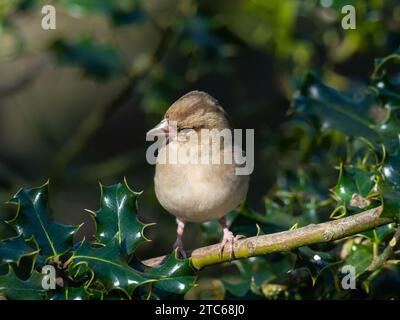 Fringella coelebs femelle perchée à Holly Ilex aquifolium, Fritham, New Forest National Park, Hampshire, Angleterre, Royaume-Uni, mars 2021 Banque D'Images