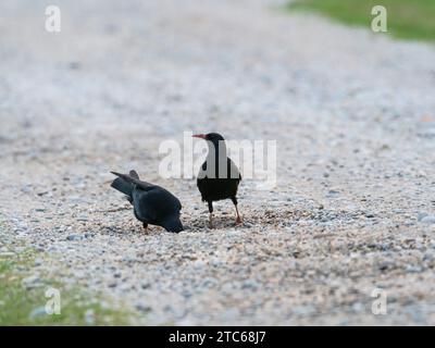 Chauve à bec rouge Pyrrhcorax pyrrhocorax buvant dans une petite piscine dans la piste de gravier à côté du Loch Ardnave, Islay, Hébrides intérieures, Argyll, Écosse, U. Banque D'Images