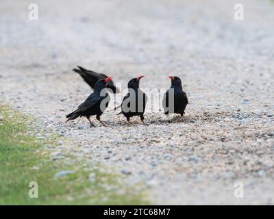 Chauve à bec rouge Pyrrhcorax pyrrhocorax buvant dans une petite piscine dans la piste de gravier à côté du Loch Ardnave, Islay, Hébrides intérieures, Argyll, Écosse, U. Banque D'Images