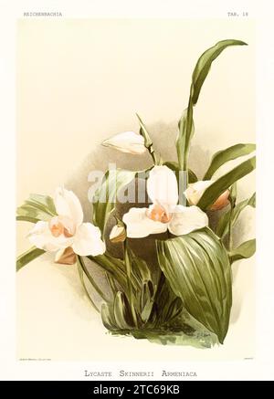 Vieille illustration de White Nun Orchid (Lycaste skinneri). Reichenbachia, de F. Sander. St. Albans, Royaume-Uni, 1888 - 1894 Banque D'Images