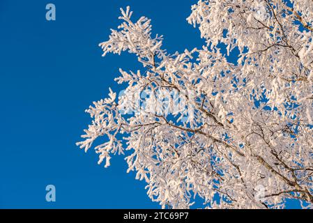 Paysage d'hiver suédois dans la campagne avec des bouleaux lorsque la neige s'est bien installée sur les arbres dans une température très froide de -18 degrés. Banque D'Images