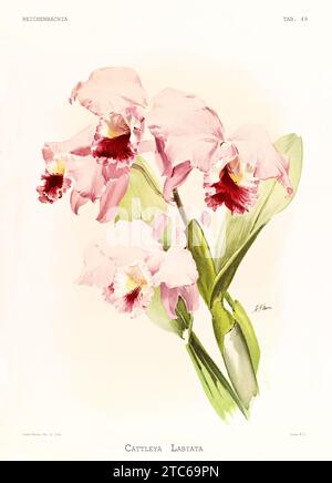 Ancienne illustration de Crimson Cattleya (Cattleya labiata). Reichenbachia, de F. Sander. St. Albans, Royaume-Uni, 1888 - 1894 Banque D'Images