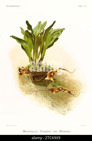 Ancienne illustration de Chimaera Dracula (Dracula chimaera). Reichenbachia, de F. Sander. St. Albans, Royaume-Uni, 1888 - 1894 Banque D'Images