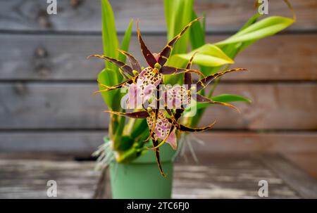 Gros plan de l'orchidée araignée fleurie (Brassia) avec trois fleurs Banque D'Images