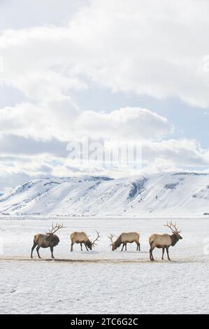 Quatre wapitis paissent sur le refuge des wapitis près de Jackson, Wyoming. Banque D'Images