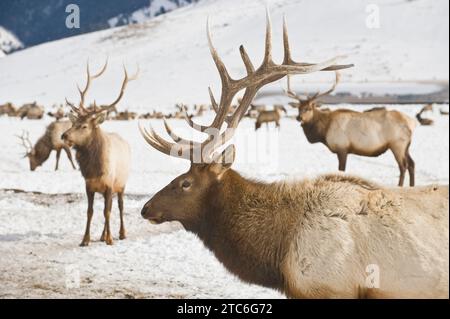 Elwapitis pavant sur le refuge des wapitis près de Jackson, Wyoming. Banque D'Images