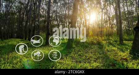 Ressources touristiques et apprentissage agricole, culture de plantation de caoutchouc, apprentissage des zones de culture de caoutchouc, accès aux communautés d'agriculteurs de caoutchouc, Pano Banque D'Images
