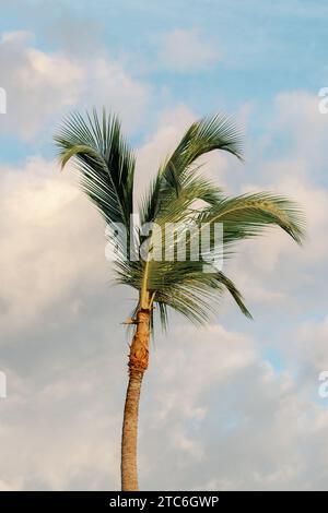 Un seul palmier contre le ciel nuageux dominicain pittoresque. Banque D'Images