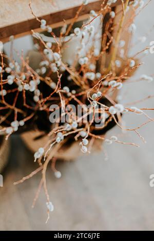 Branches de saule séchées dans la lumière de la fenêtre Banque D'Images