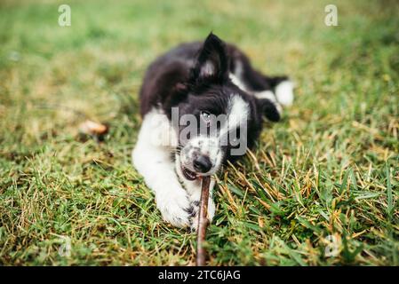 Border Collie chien chiot mangeant un bâton sur l'herbe Banque D'Images