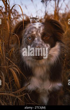 Chien Shepard australien avec hétérochromie assis dans l'herbe Banque D'Images