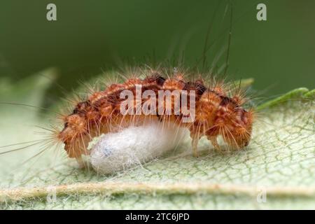 chenille Parasitisée de la mite des arches noires (Nola confusalis). Tipperary, Irlande Banque D'Images