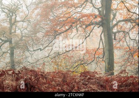 Fougère et feuillage coloré dans la brume et la forêt d'automne, Heemstede, pays-Bas. Banque D'Images