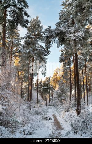 Pins dans la neige au coucher du soleil. Grantown sur Spey, Morayshire, Écosse Banque D'Images