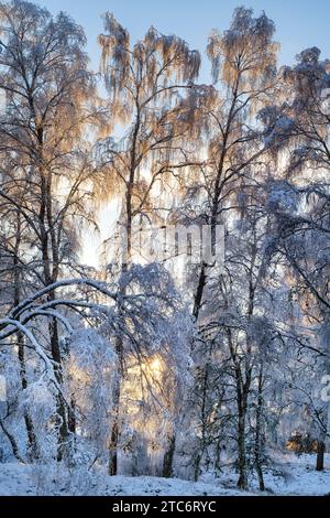 Betula pendula. Branches de bouleau argenté couvertes de neige gelée au coucher du soleil. Écosse Banque D'Images