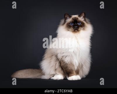 Majestueux point de phoque adulte chat Sacré-birman, assis sur le côté. Regardant vers la caméra avec des yeux bleus profonds. Isolé sur fond noir. Banque D'Images