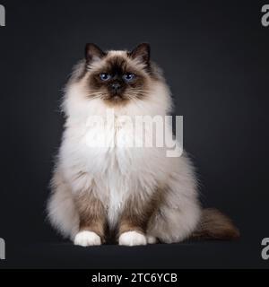 Majestueux point de phoque adulte Sacré Birman chat, assis face à l'avant. Regardant vers la caméra avec des yeux bleus profonds. Isolé sur fond noir. Banque D'Images