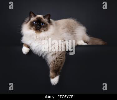 Majestueux point de phoque adulte Sacré Birman chat, couchant les voies latérales sur le bord. Regardant vers la caméra avec des yeux bleus profonds. Isolé sur fond noir. Banque D'Images