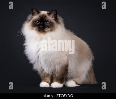 Majestueux point de phoque adulte Sacré Birman chat, debout sur le côté. Regardant à côté de la caméra avec des yeux bleus profonds. Isolé sur fond noir. Banque D'Images